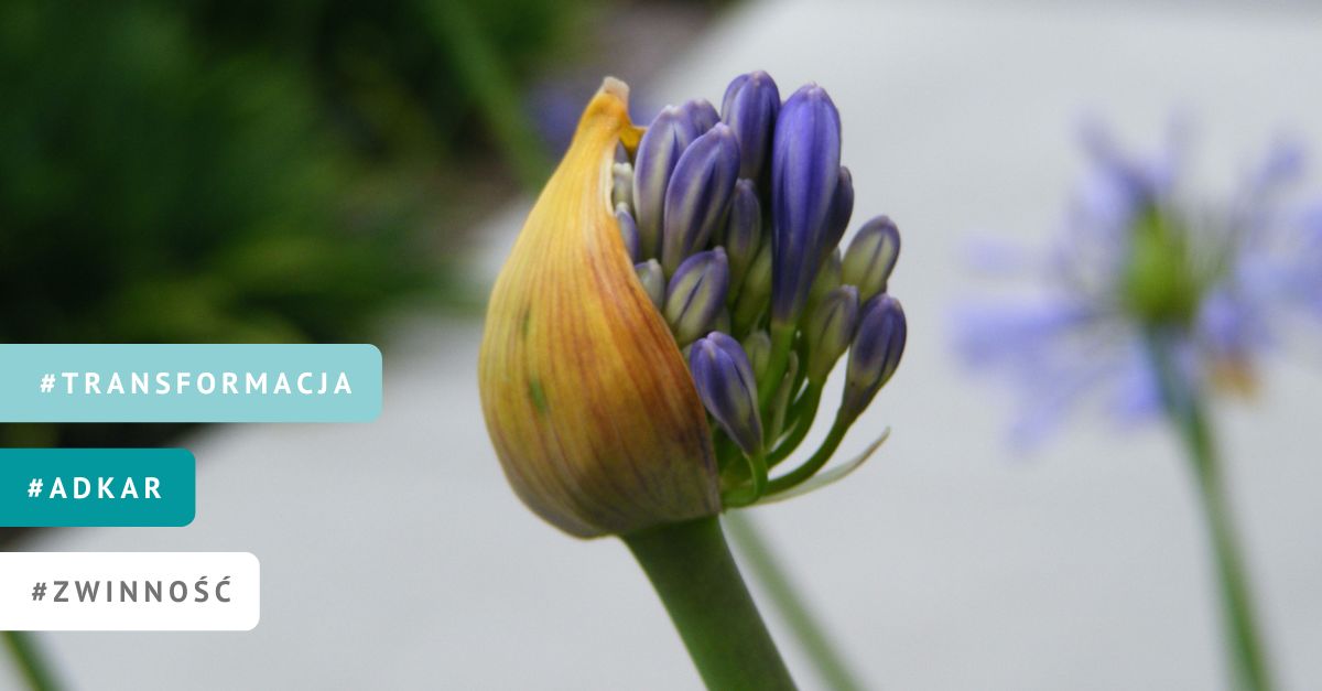 Od jajek do zwinności, AgilePMO